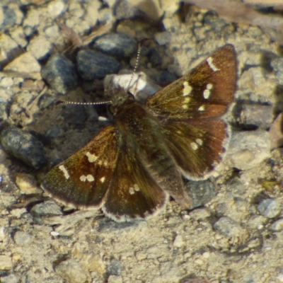 Unidentified Butterfly (Lepidoptera, Rhopalocera) at West Hobart, TAS - 19 Oct 2023 by VanessaC