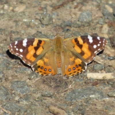 Vanessa kershawi (Australian Painted Lady) at West Hobart, TAS - 8 Oct 2023 by VanessaC