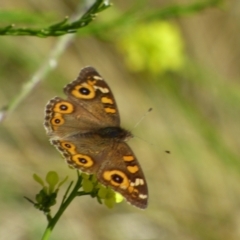 Junonia villida (Meadow Argus) at Rosny, TAS - 18 Apr 2023 by VanessaC