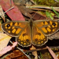 Geitoneura klugii (Marbled Xenica) at West Hobart, TAS - 5 Feb 2023 by VanessaC