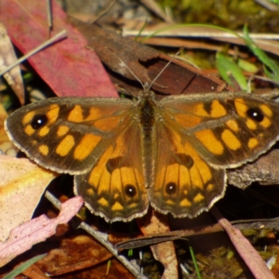 Geitoneura klugii (Marbled Xenica) at West Hobart, TAS - 4 Feb 2023 by VanessaC