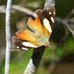 Vanessa itea (Yellow Admiral) at Wellington Park, TAS - 24 Jan 2024 by VanessaC