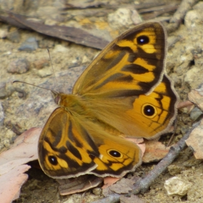 Heteronympha merope (Common Brown Butterfly) at West Hobart, TAS - 24 Dec 2023 by VanessaC