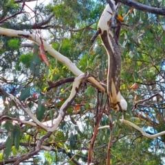 Eucalyptus pauciflora (A Snow Gum) at Mount Rogers - 18 Mar 2024 by WalkYonder