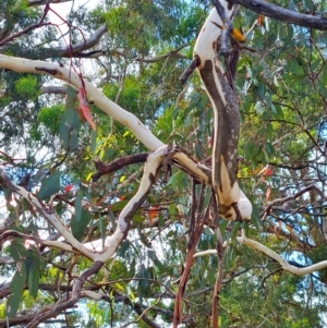 Eucalyptus pauciflora at Mount Rogers - 19 Mar 2024 10:48 AM