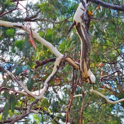 Eucalyptus pauciflora (A Snow Gum) at Flynn, ACT - 18 Mar 2024 by WalkYonder