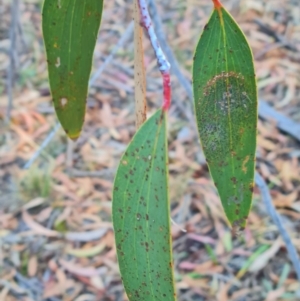 Eucalyptus pauciflora at Mount Rogers - 19 Mar 2024 10:48 AM