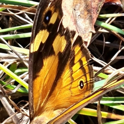 Heteronympha merope (Common Brown Butterfly) at Mount Rogers - 19 Mar 2024 by WalkYonder