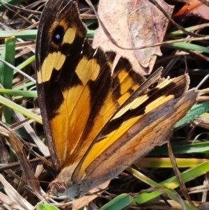 Heteronympha merope at Mount Rogers - 19 Mar 2024