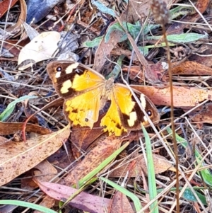 Heteronympha merope at Mount Rogers - 19 Mar 2024