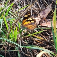 Heteronympha merope at Mount Rogers - 19 Mar 2024