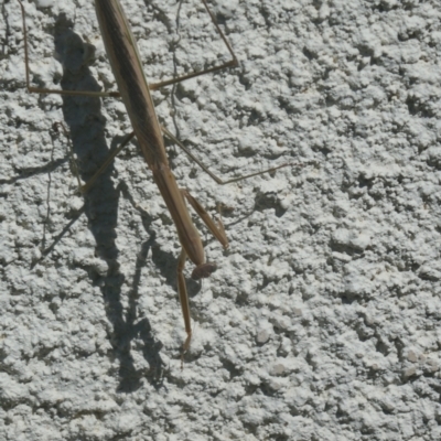 Unidentified Praying mantis (Mantodea) at Lyons, ACT - 18 Mar 2024 by ran452