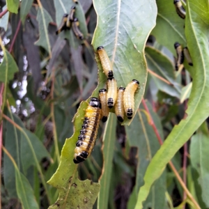 Paropsis atomaria at Australian National University - 4 Jan 2024