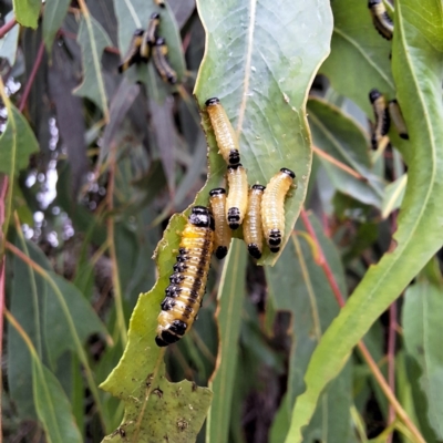 Paropsis atomaria (Eucalyptus leaf beetle) at Australian National University - 3 Jan 2024 by LouGaffey