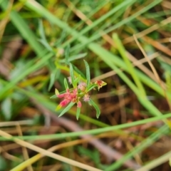 Haloragis heterophylla (Variable Raspwort) at Crace, ACT - 20 Mar 2024 by WalkYonder