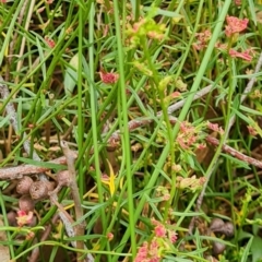 Haloragis heterophylla at Gungaderra Grasslands - 20 Mar 2024