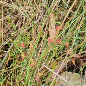 Haloragis heterophylla at Gungaderra Grasslands - 20 Mar 2024