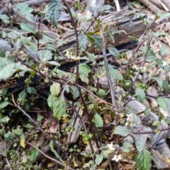 Solanum nigrum (Black Nightshade) at Lake Burley Griffin West - 20 Mar 2024 by Mike