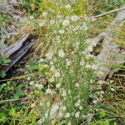 Erigeron bonariensis (Flaxleaf Fleabane) at Blue Gum Point to Attunga Bay - 20 Mar 2024 by Mike