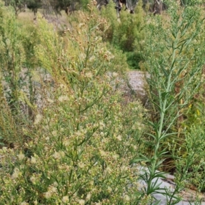 Erigeron canadensis at Lake Burley Griffin West - 20 Mar 2024