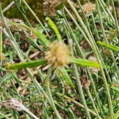 Euchiton sp. at Blue Gum Point to Attunga Bay - 20 Mar 2024