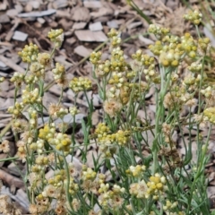 Pseudognaphalium luteoalbum (Jersey Cudweed) at Blue Gum Point to Attunga Bay - 20 Mar 2024 by Mike