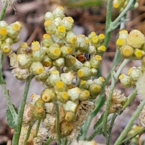 Pseudognaphalium luteoalbum at Lake Burley Griffin West - 20 Mar 2024 01:57 PM