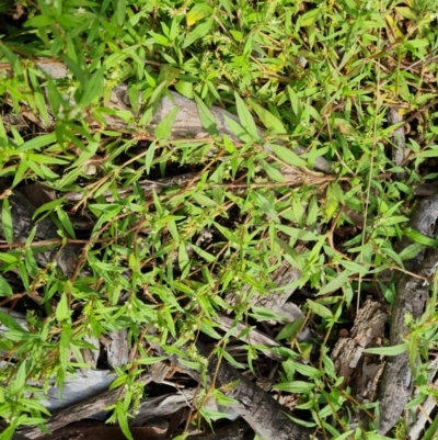 Persicaria prostrata (Creeping Knotweed) at Lake Burley Griffin West - 20 Mar 2024 by Mike