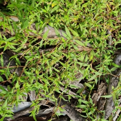 Persicaria prostrata (Creeping Knotweed) at Blue Gum Point to Attunga Bay - 20 Mar 2024 by Mike