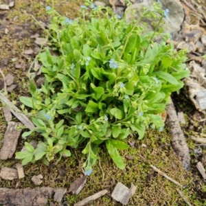 Myosotis laxa subsp. caespitosa at Lake Burley Griffin West - 20 Mar 2024 01:53 PM