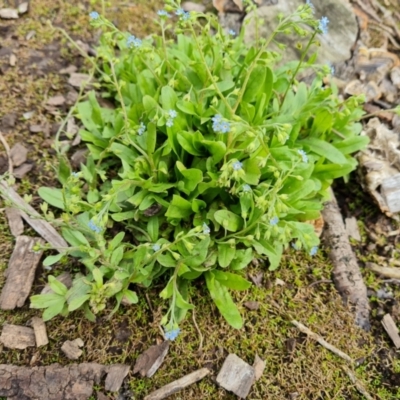 Myosotis laxa subsp. caespitosa (Water Forget-me-not) at Lake Burley Griffin West - 20 Mar 2024 by Mike