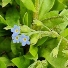 Myosotis laxa subsp. caespitosa at Lake Burley Griffin West - 20 Mar 2024 01:53 PM