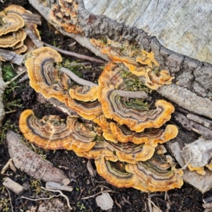 Trametes versicolor at Lake Burley Griffin West - 20 Mar 2024