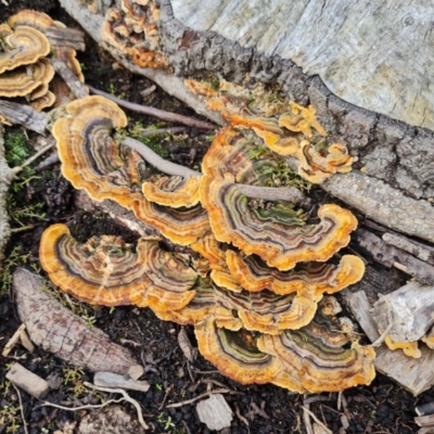 Trametes versicolor (Turkey Tail) at Blue Gum Point to Attunga Bay - 20 Mar 2024 by Mike