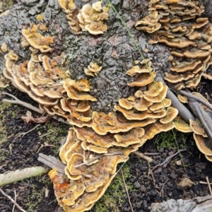 Trametes versicolor at Lake Burley Griffin West - 20 Mar 2024