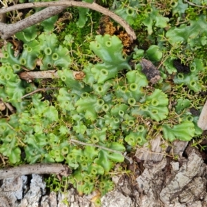 Marchantia sp. (genus) at Lake Burley Griffin West - 20 Mar 2024