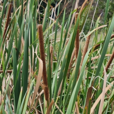 Typha orientalis (Broad-leaved Cumbumgi) at Lake Burley Griffin West - 20 Mar 2024 by Mike