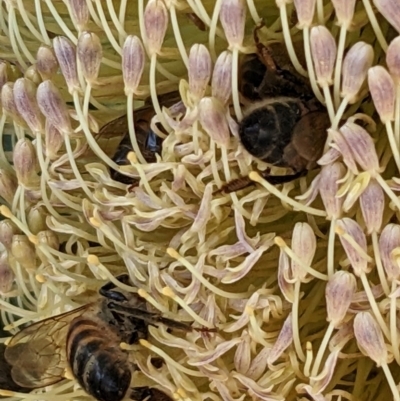 Apis mellifera (European honey bee) at Acton, ACT - 19 Mar 2024 by abread111