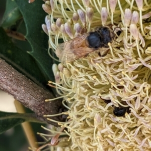 Apis mellifera at ANBG - 19 Mar 2024