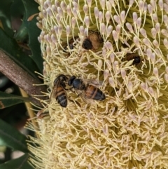 Apis mellifera at ANBG - 19 Mar 2024 11:15 AM