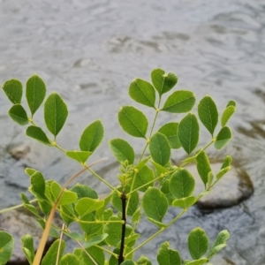 Fraxinus sp. at Lake Burley Griffin West - 20 Mar 2024