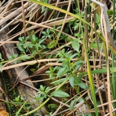 Ludwigia peploides subsp. montevidensis (Water Primrose) at Yarralumla, ACT - 20 Mar 2024 by Mike