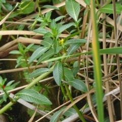 Ludwigia peploides subsp. montevidensis at Yarralumla, ACT - 20 Mar 2024 01:40 PM