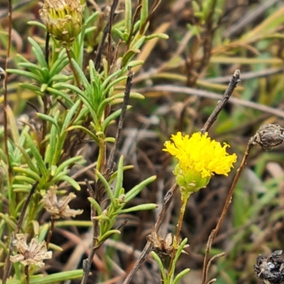 Rutidosis leptorhynchoides (Button Wrinklewort) at Attunga Point - 20 Mar 2024 by Mike