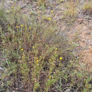 Rutidosis leptorhynchoides at Attunga Point - 20 Mar 2024