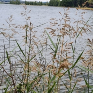 Phragmites australis at Yarralumla, ACT - 20 Mar 2024