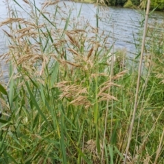 Phragmites australis at Yarralumla, ACT - 20 Mar 2024 01:19 PM