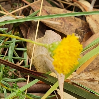 Rutidosis leptorhynchoides (Button Wrinklewort) at Attunga Point - 20 Mar 2024 by Mike