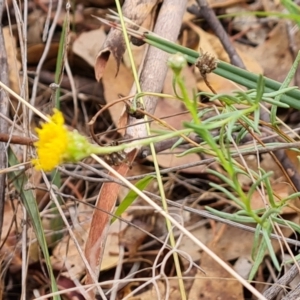 Rutidosis leptorhynchoides at Attunga Point - 20 Mar 2024