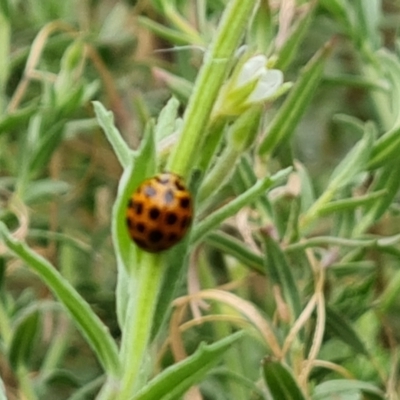 Harmonia conformis (Common Spotted Ladybird) at City Renewal Authority Area - 20 Mar 2024 by Mike